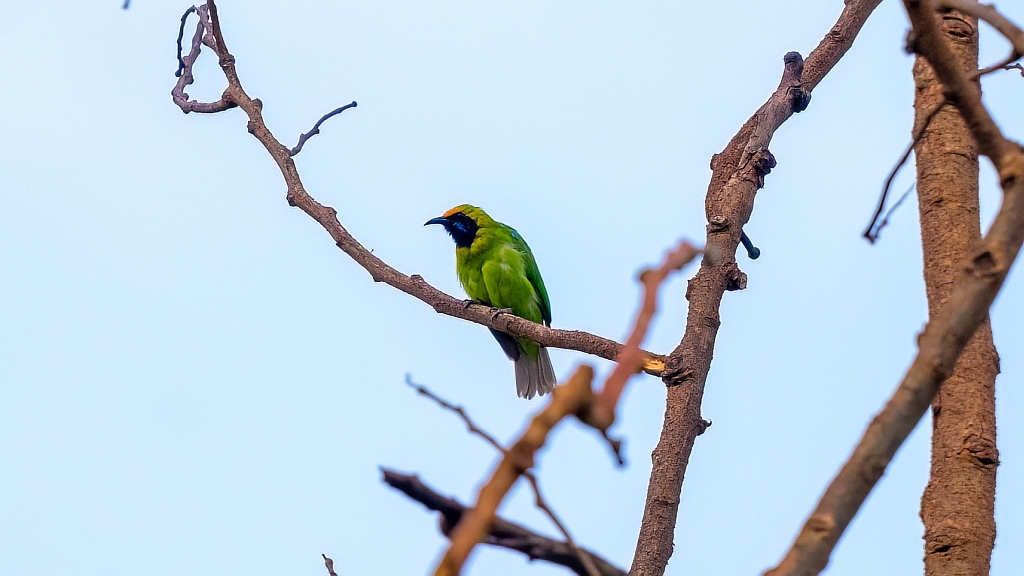 Gold-fronted Leafbird